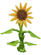 Sunflower Image