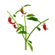 Pepper Image