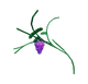 Grape Image