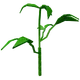 Bell Pepper Image