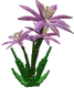 Paradise Petal Image