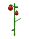 Tomato Image