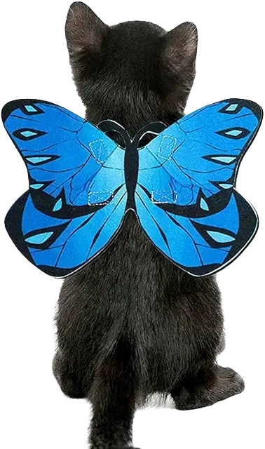 Butterfly Wings Cat Image