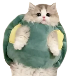 Cute Turtle Cat Image