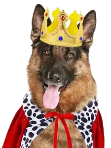 King Dog Image