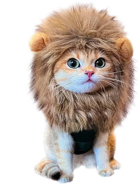 Lion Costume Cat Image