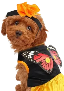 Monarch Butterfly Dog Image