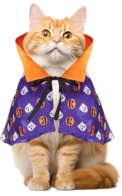 Pumpkin Cloak Cat Image