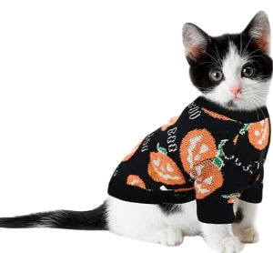 Pumpkin Knitwear Cat Image