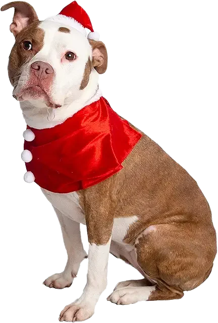Santa Dog Image
