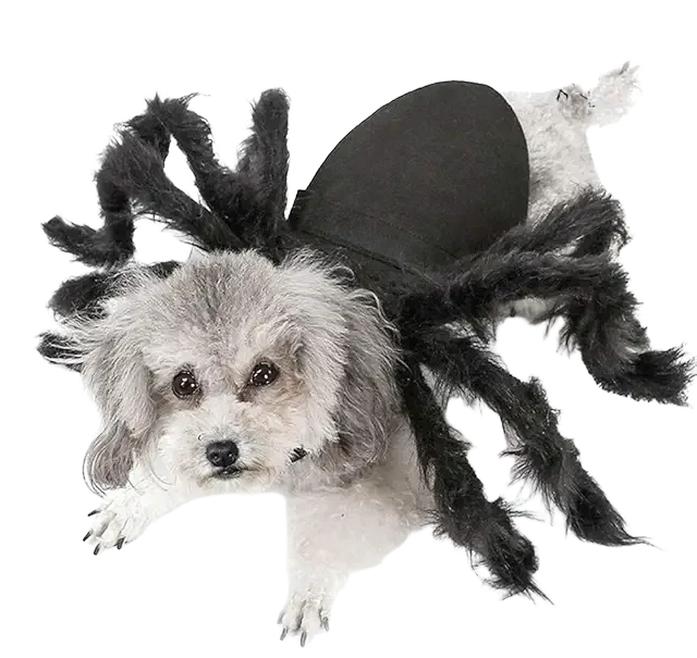 Spider Dog Image