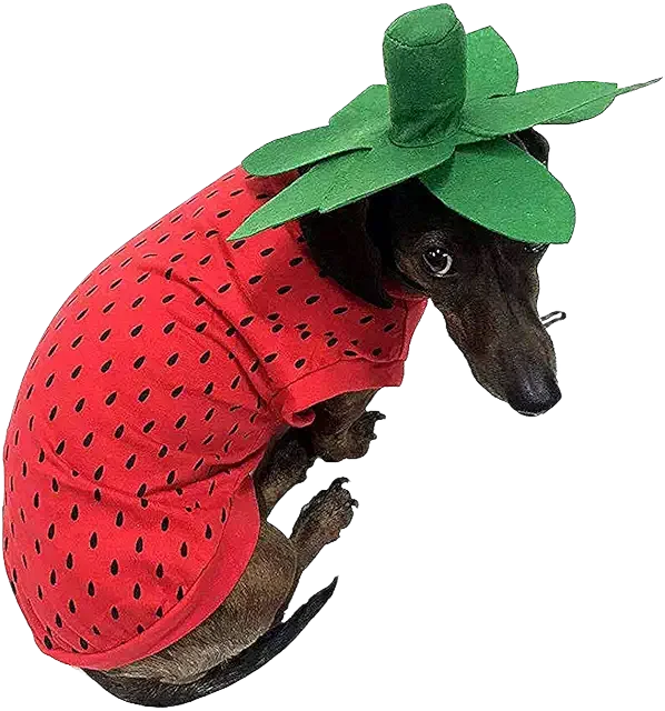 Strawberry Dog Image