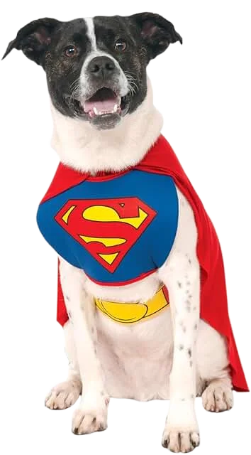 Superman Dog Image