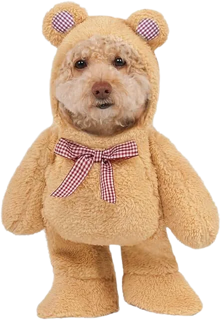Teddy Dog Image